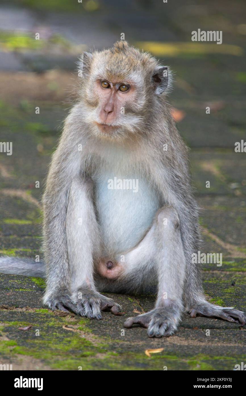 Le macaque mangeant le crabe (Macaca fascicularis), également connu sous le nom de macaque à longue queue et appelé singe cynomolgus en laboratoire, est un ce Banque D'Images