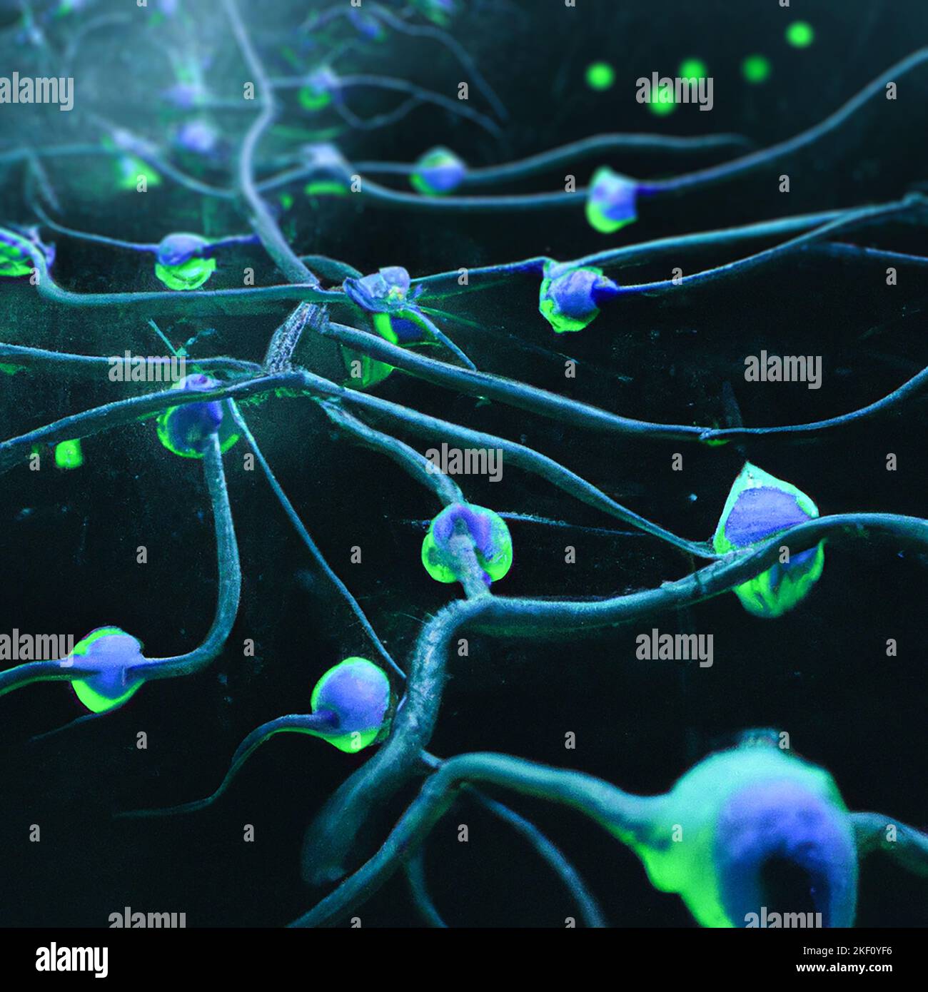 La transmission synaptique est le processus par lequel un neurone communique avec un autre. Informations, axon et impulsion électrique. Connexion, neurone Banque D'Images