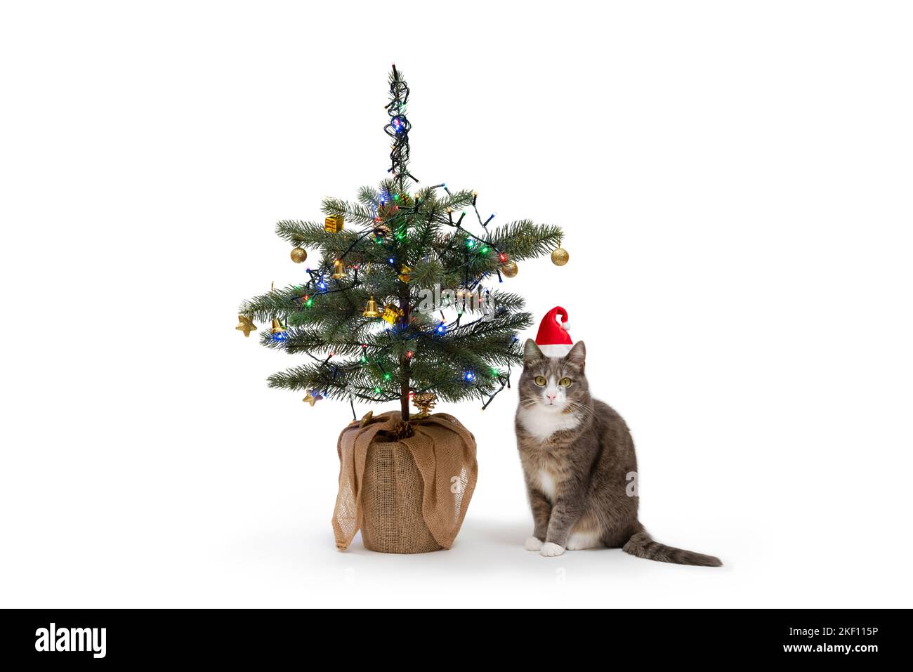 Chat avec le chapeau du père noël assis à côté de l'arbre de noël sur fond blanc. Féline avec le chapeau festif célébrant Noël. Banque D'Images