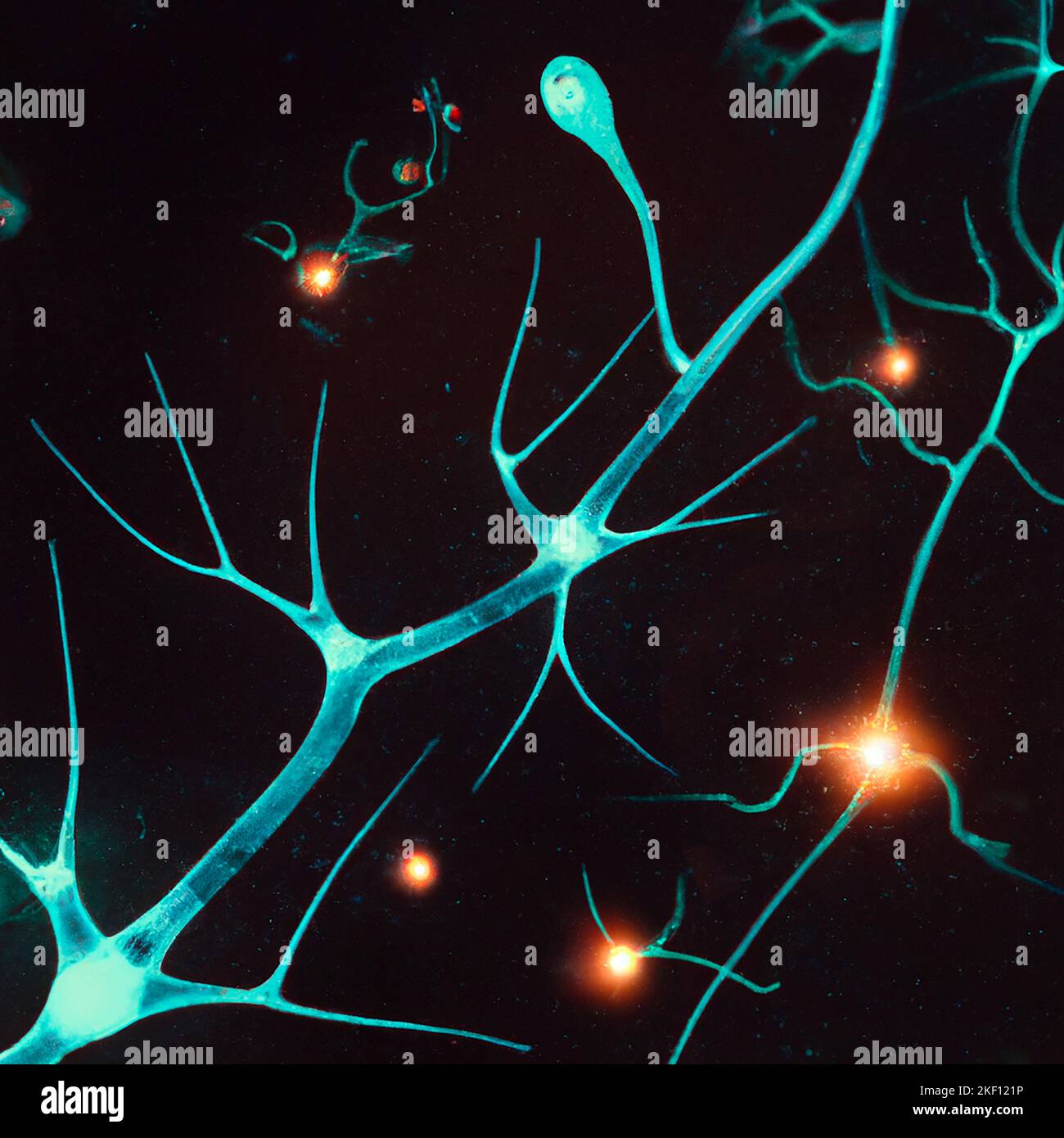 Vue microscopique des synapses. Connexions cérébrales. Neurones et ...
