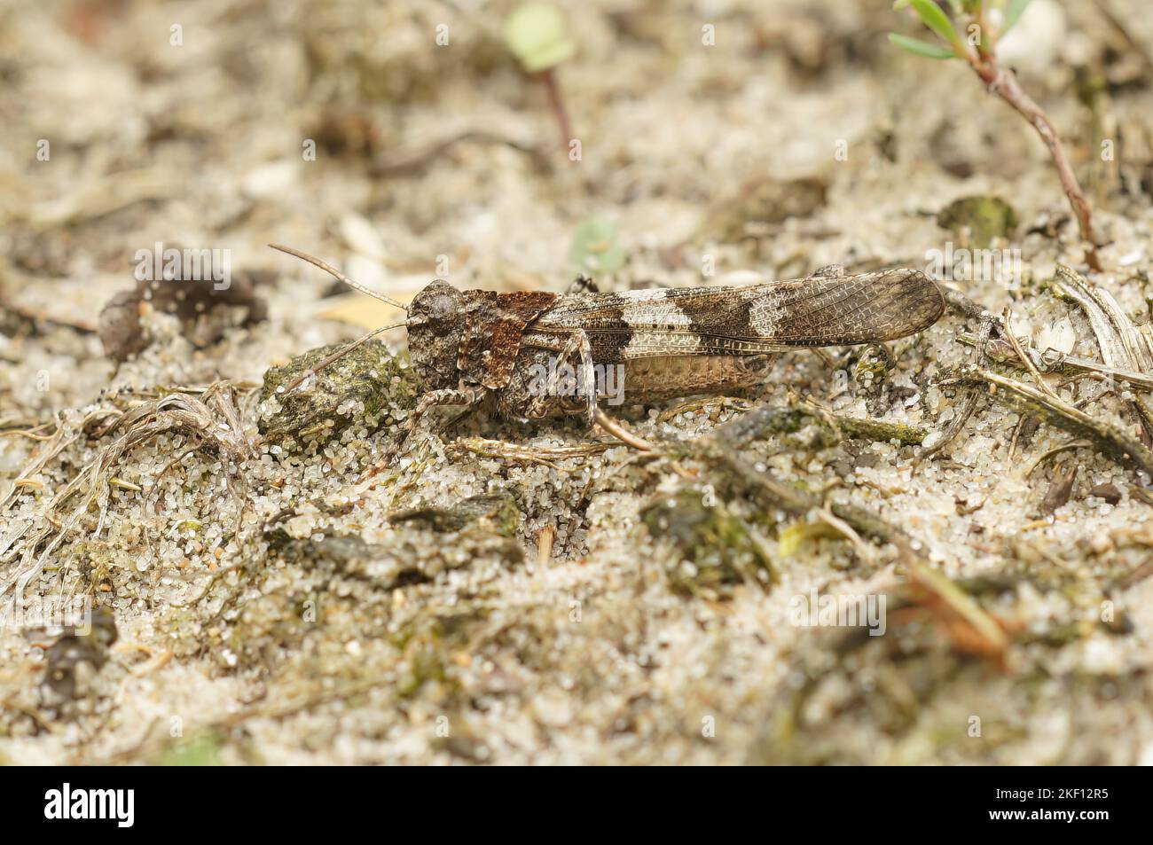 Gros plan sur la sauterelle à ailes bleues, Oedipoda caerulescens sittin le sable sur la côte belge Banque D'Images