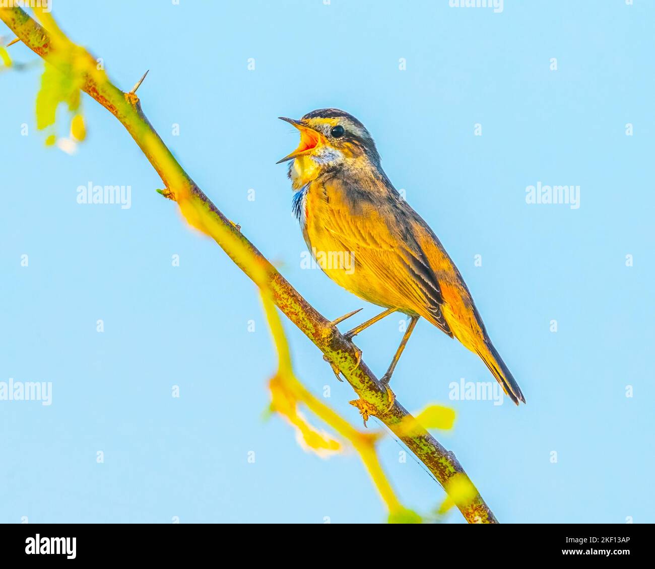 Un oiseau à gorge bleue chantant sur un arbre Banque D'Images