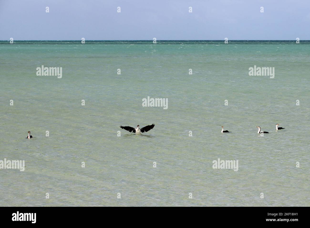 cormorans au parc françois péron en australie Banque D'Images