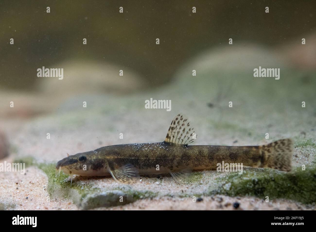 loach en pierre au fond de la rivière Banque D'Images