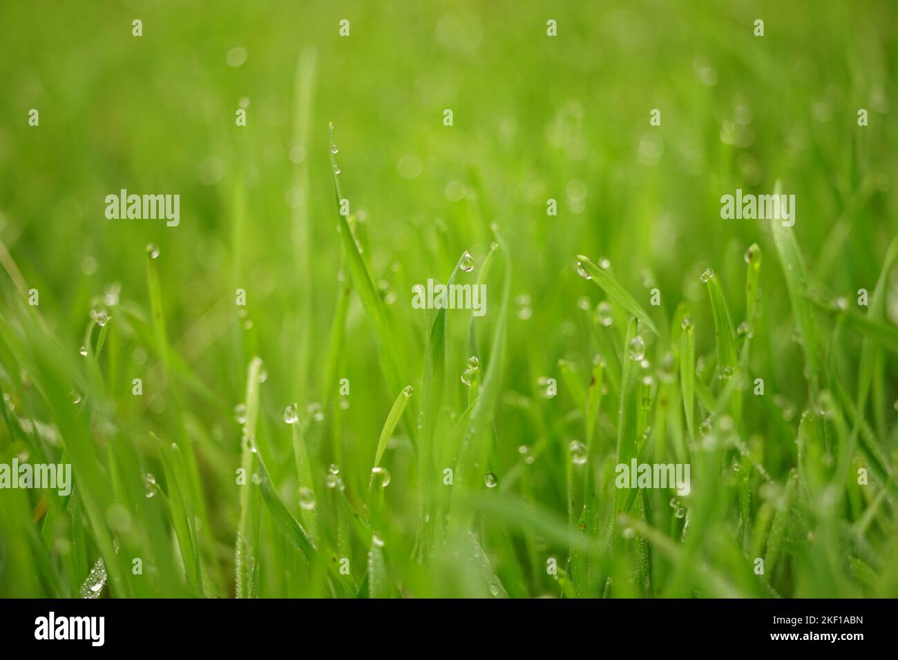 Herbe verte humide dans les gouttes de pluie. Fond floral naturel. Banque D'Images