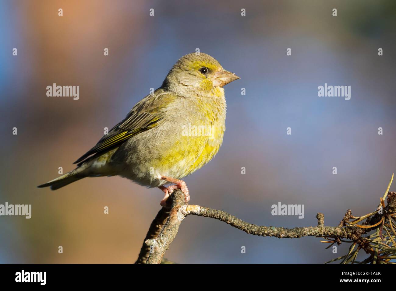 Grün-Fink Grünfink, Grünling, Chloris chloris,, Carduelis chloris, Verdier, Verdier d'Europe Banque D'Images