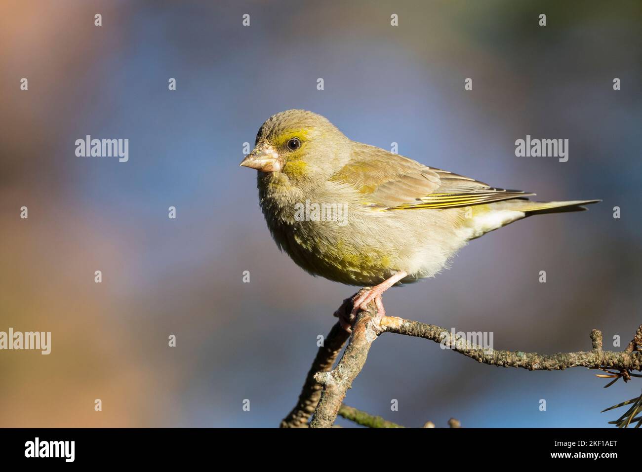 Grün-Fink Grünfink, Grünling, Chloris chloris,, Carduelis chloris, Verdier, Verdier d'Europe Banque D'Images