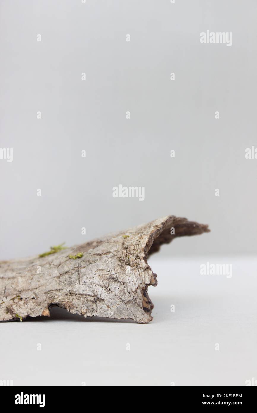 écorce vide de l'arbre podium minimalisme sur fond gris. Copier l'espace, placer pour le texte. Photo verticale Banque D'Images