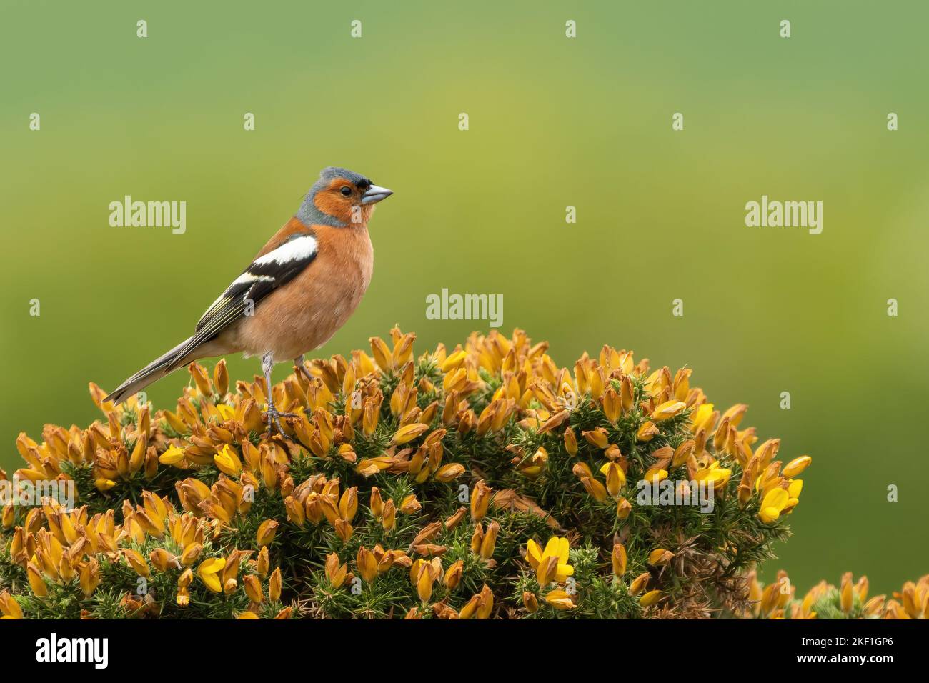 Caffin commun (Fringilla coelebs), Yorkshire, Royaume-Uni Banque D'Images