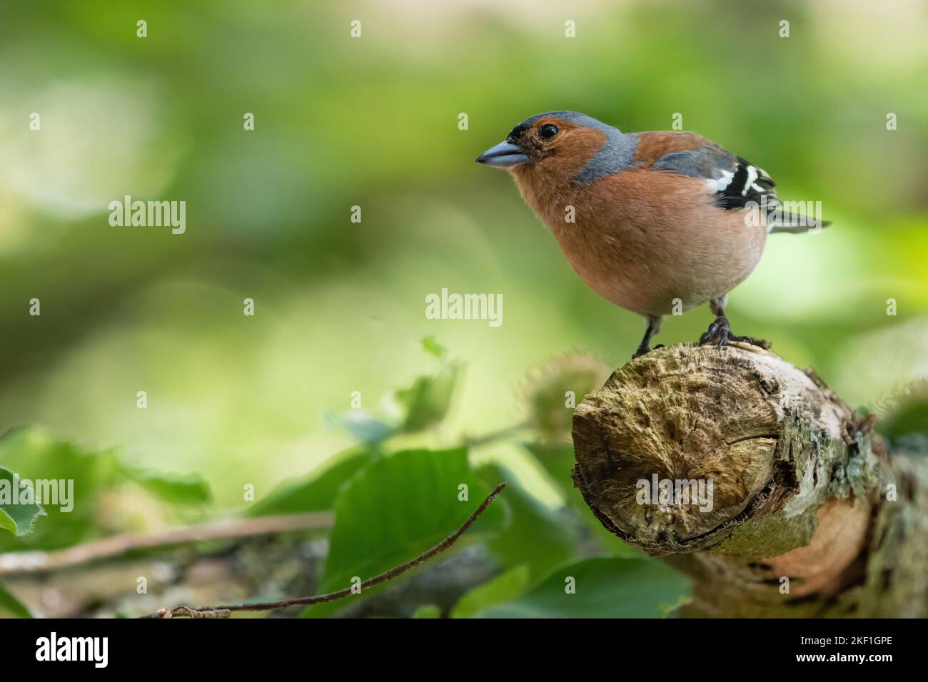 Chaffin commun (Fringilla coelebs) perché dans la forêt Banque D'Images