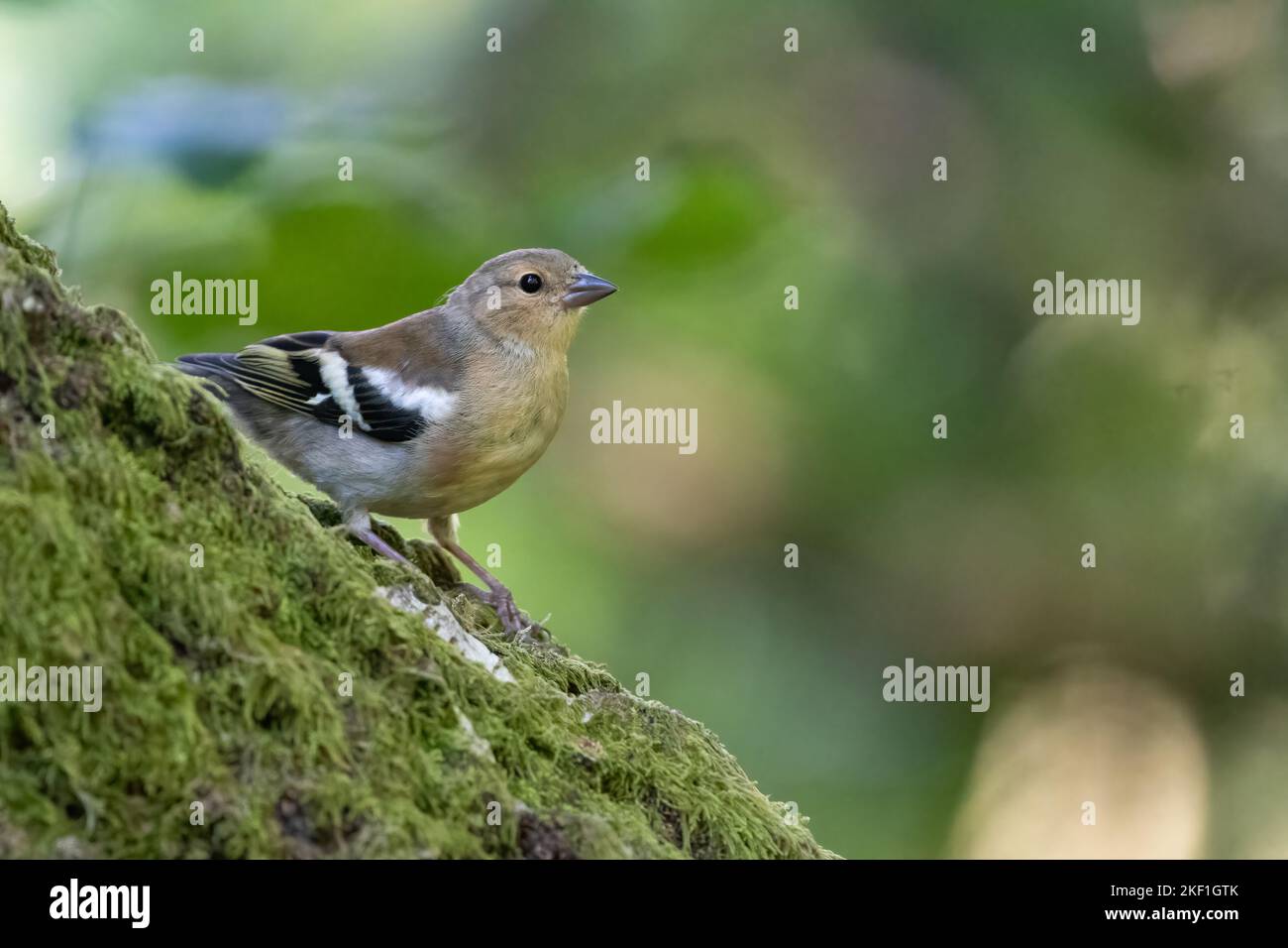 Chaffin commun juvénile (Fringilla coelebs) dans la forêt Banque D'Images