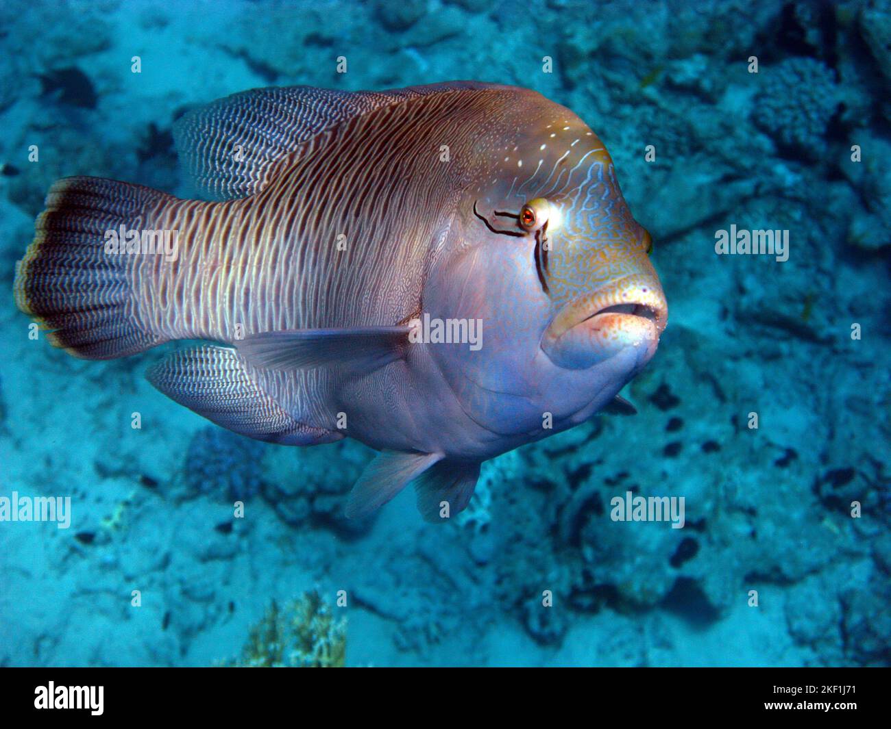 Poisson Napoléon. Poisson - type de poisson d'os Osteichthyes. Gubanovye - Labridae. Poisson - Napoléon. Banque D'Images