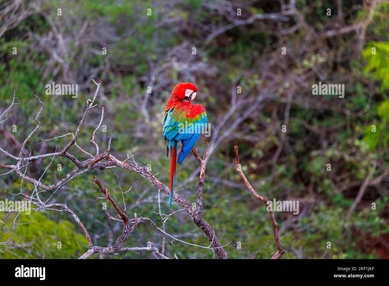 Un macaw rouge et vert (Ara chloropterus) se prêtant, Buraco das Araras, un gouffre près de Jardim, au sud du Pantanal, Mato Grosso do Sul, Brésil Banque D'Images