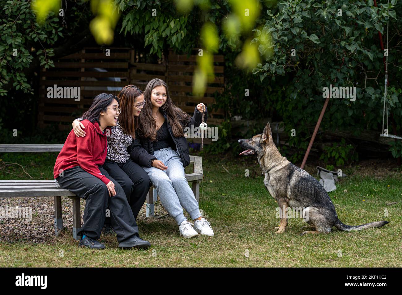 Malmo, Suède - 20 septembre 2022: Trois filles heureuses forment un jeune Berger allemand. Race de ligne de travail de couleur sable Banque D'Images