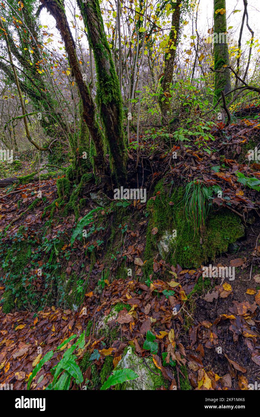 Forêt dense de plantes et de feuilles séchées sur le sol Banque D'Images Forêt dense de plantes et de feuilles séchées sur le sol Banque D'Images