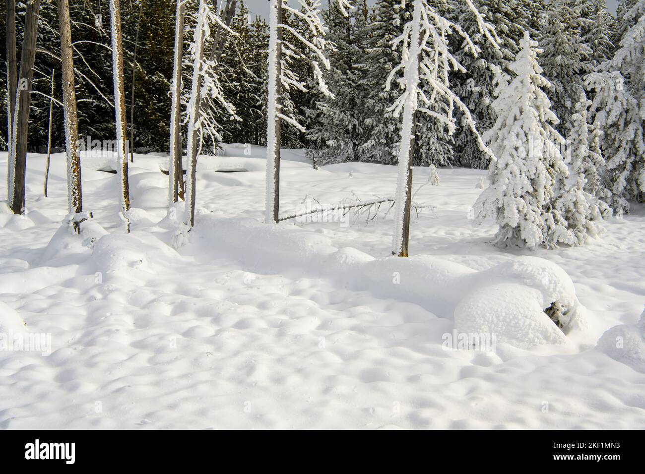 Black Sand Geyser Basin in Winter- Frosted Trees, Yellowstone National Park, Wyoming, USA Banque D'Images