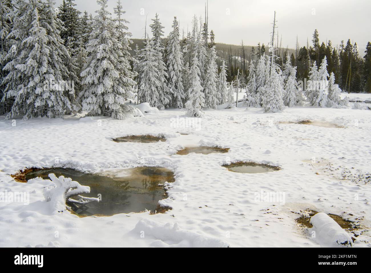 Black Sand Geyser Basin in Winter- Frosted Trees, Yellowstone National Park, Wyoming, USA Banque D'Images