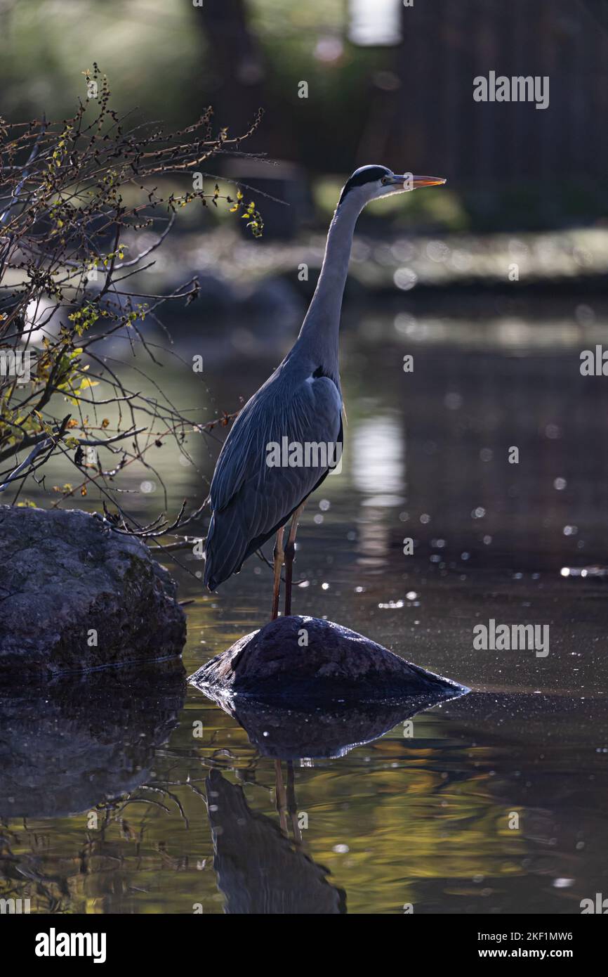 Le héron gris (Ardea cinerea) Banque D'Images Le héron gris (Ardea cinerea) Banque D'Images