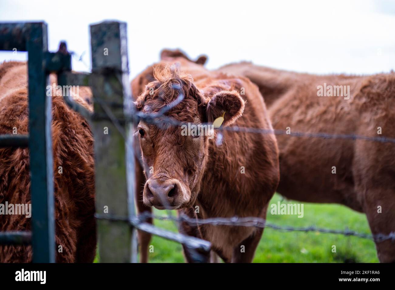 Une vache regardant à travers la clôture. Bétail et bétail.liberté, vegan. Banque D'Images