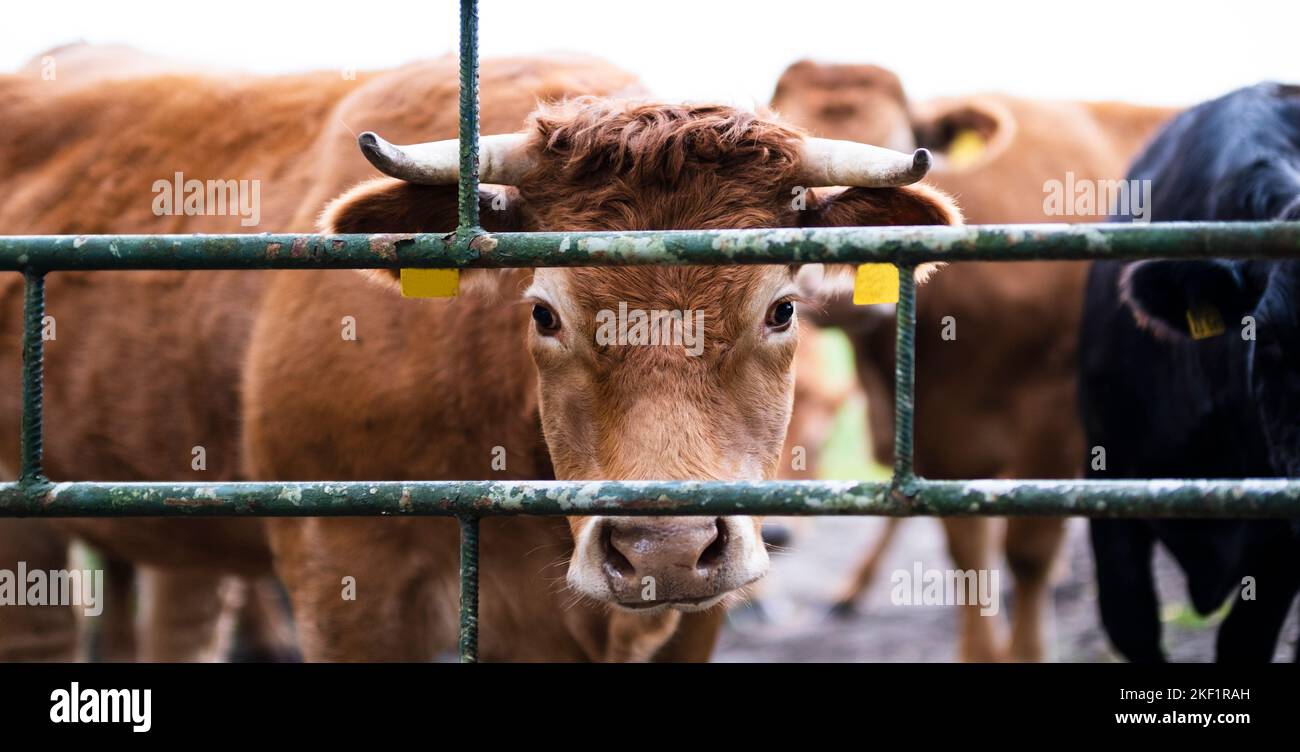 Une vache regardant à travers la clôture. Bétail et bétail.liberté, vegan. Banque D'Images
