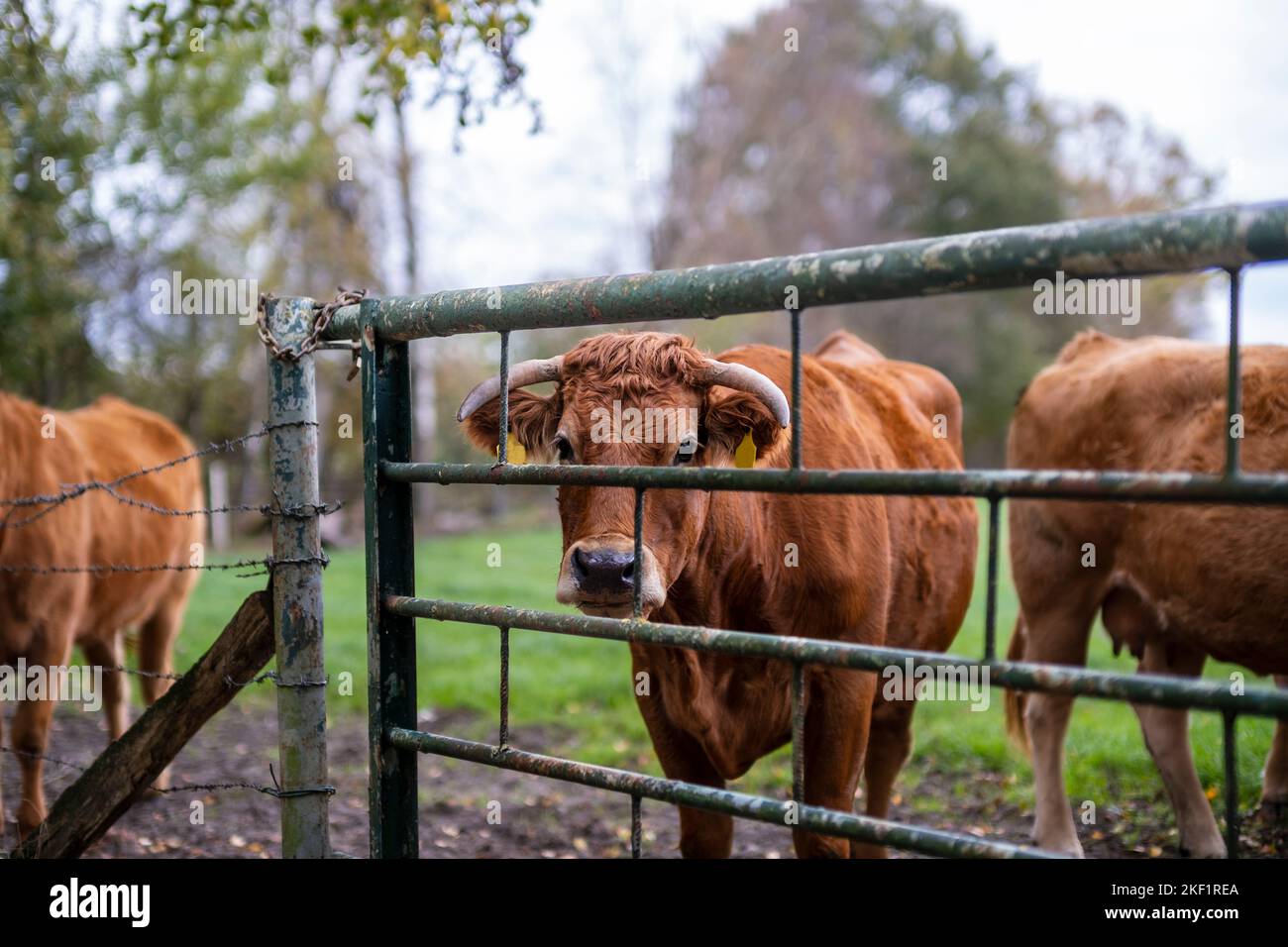 Une vache regardant à travers la clôture. Bétail et bétail.liberté, vegan. Banque D'Images