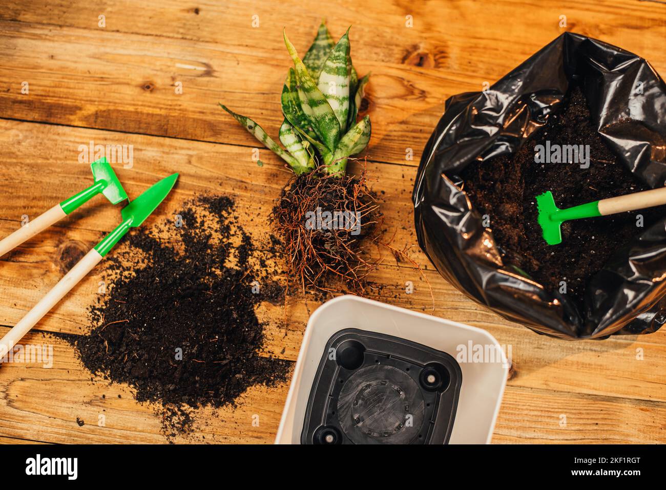 Accueil jardinage transport de plantes d'intérieur à de nouveaux pots. REPOTAGE DES PLANTES DE SERPENT Banque D'Images