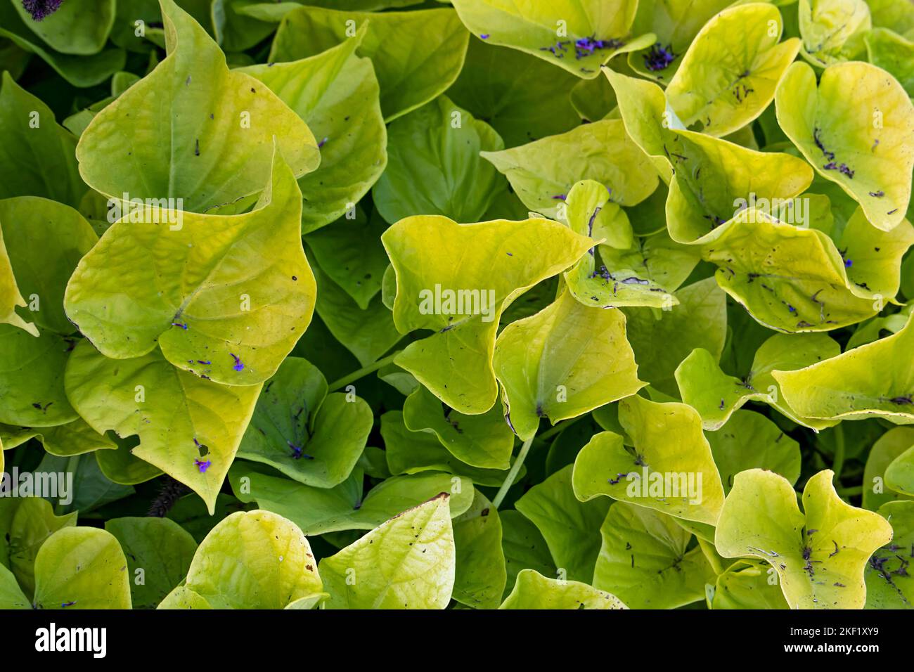 Plante vert foncé Banque D'Images