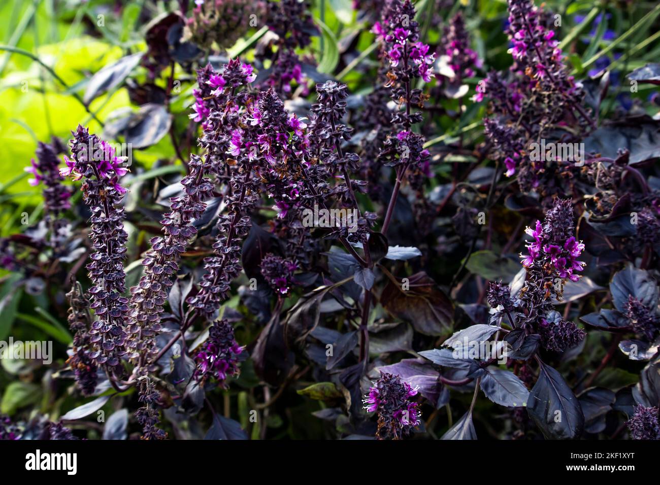 Ocinum basilicum -opale foncé Banque D'Images