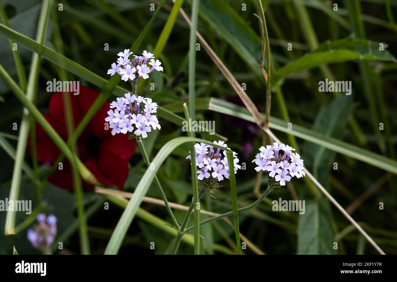 Verveine canadensis, Glandularia canadensis Banque D'Images