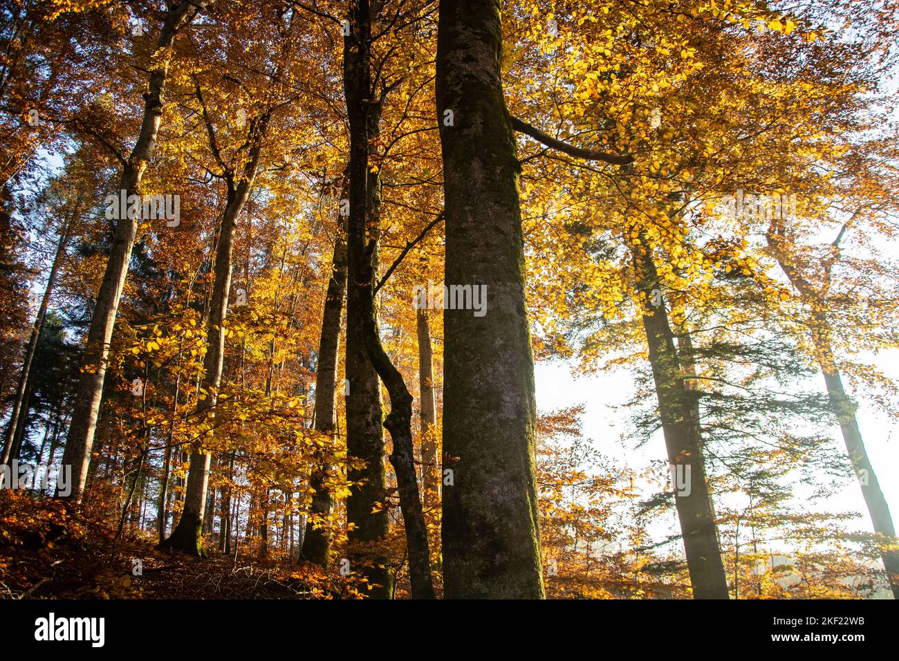 Leuchtende Herbststimmung im Waldreservat Marais des Monodes am fuss des Waadtländer Jura Banque D'Images