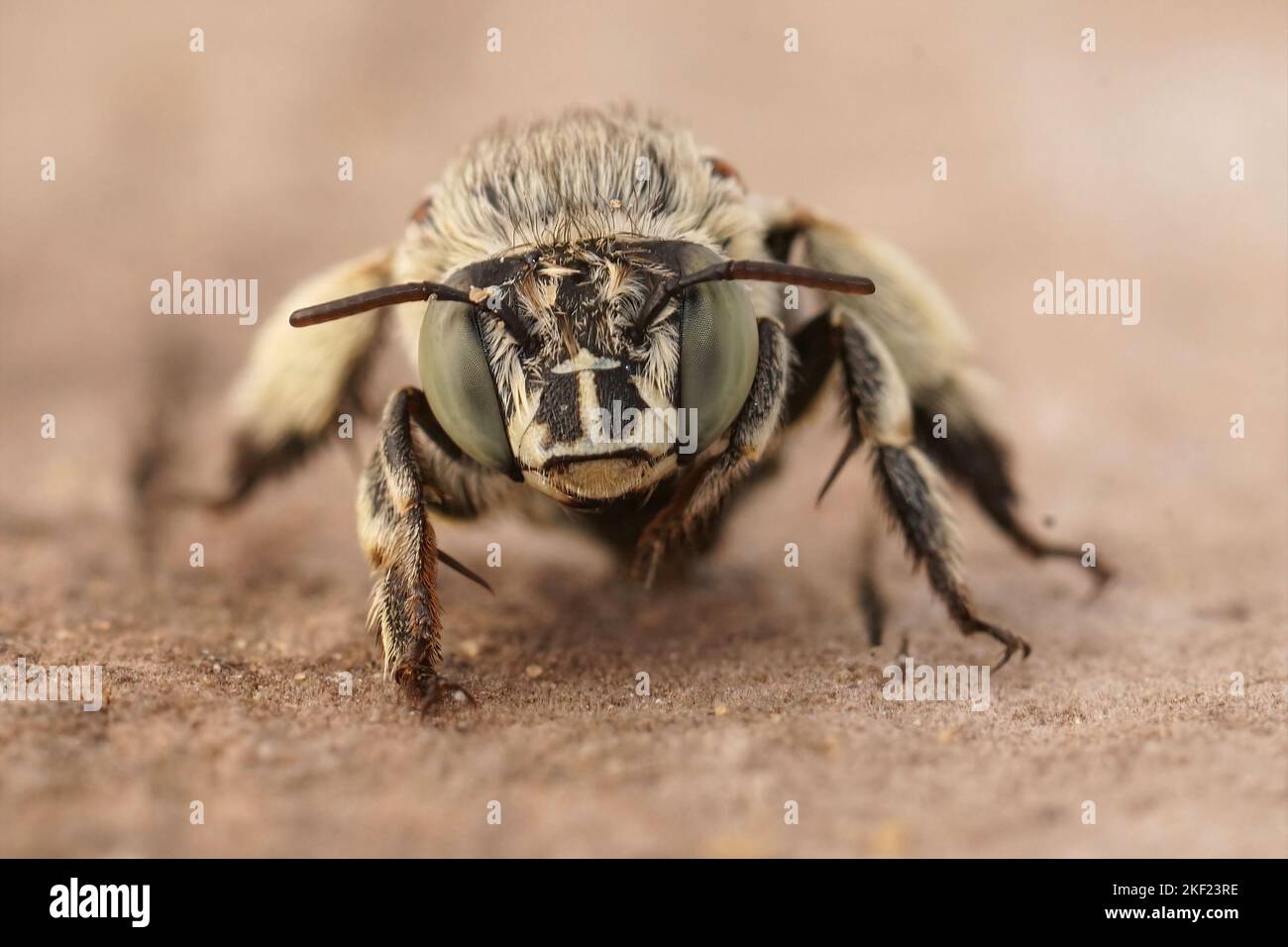 Gros plan frontal sur une abeille gélifère blanche méditerranéenne, Amegilla albigena Banque D'Images