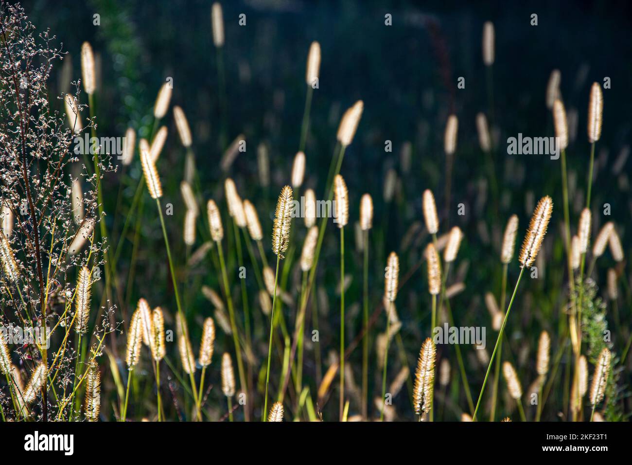 Gräser leuchten im Sonnenlicht im Naturschutzgebiet Pfynwald Banque D'Images