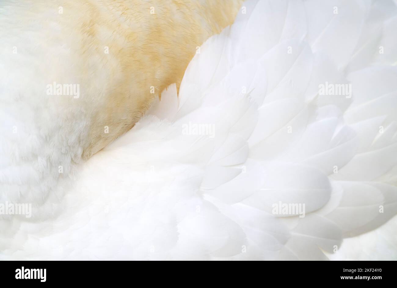 Northern Gannet Morus bassanus, un portrait d'un oiseau adulte en plumage reposant avec sa tête dans son corps sur un bord de falaise, Yorkshire, Royaume-Uni, septembre Banque D'Images