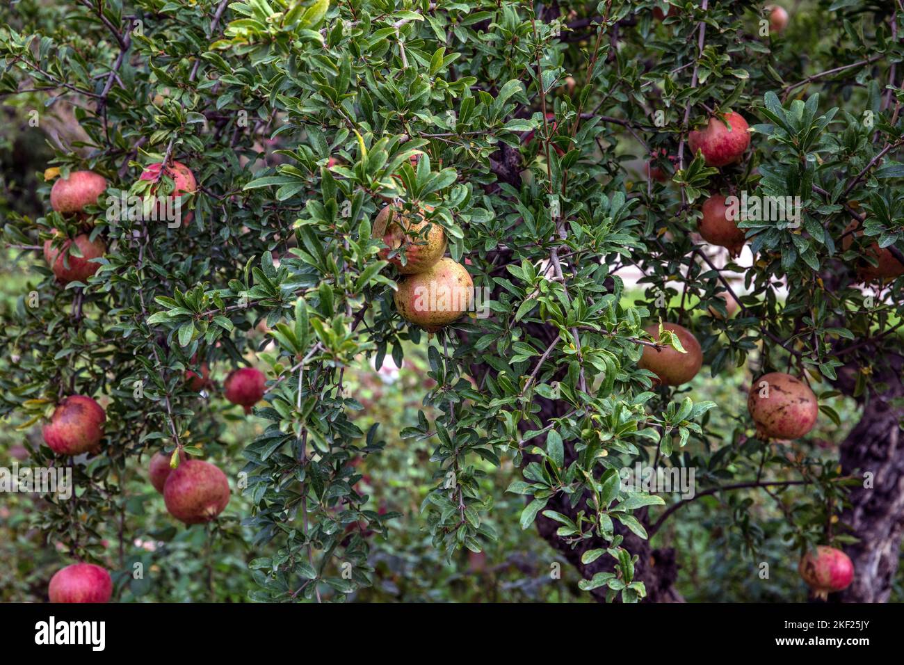 Grenade sur arbre Espagne Banque D'Images