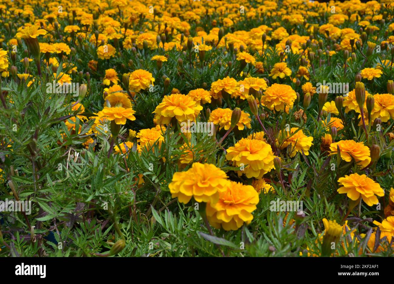 Pelouse de fleurs de marigold jaune dans le jardin.têtes de fleurs de marigold doré et jaune sur fond de feuilles vertes. Croissance facile. Fleur lumineuse Banque D'Images
