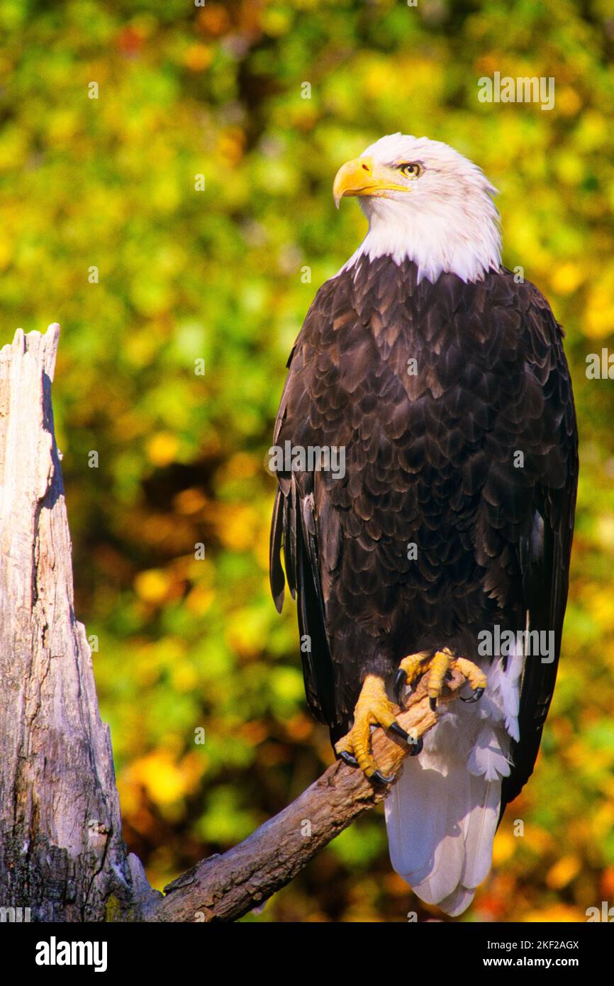 2000S BALD EAGLE HALIAEETUS LEUCOCEPHALIS PERCHÉE SUR LA SOUCHE D'ARBRE - KB31919 RSS001 HARS CONCEPT DE FIERTÉ PERCHÉE CONCEPTUEL ÉLÉGANT VERTÉBRÉS CHAUD-SANG PRÉDATEUR SYMBOLIQUE ANIMAUX CONCEPTS OISEAUX CRÉATURE HAWK À PLUMES RAPTOR SOUCHE TALONS FAUNE BIPÉDALE AIDÉE PONDRE D'OEUF REPRÉSENTATION ANCIENNE Banque D'Images