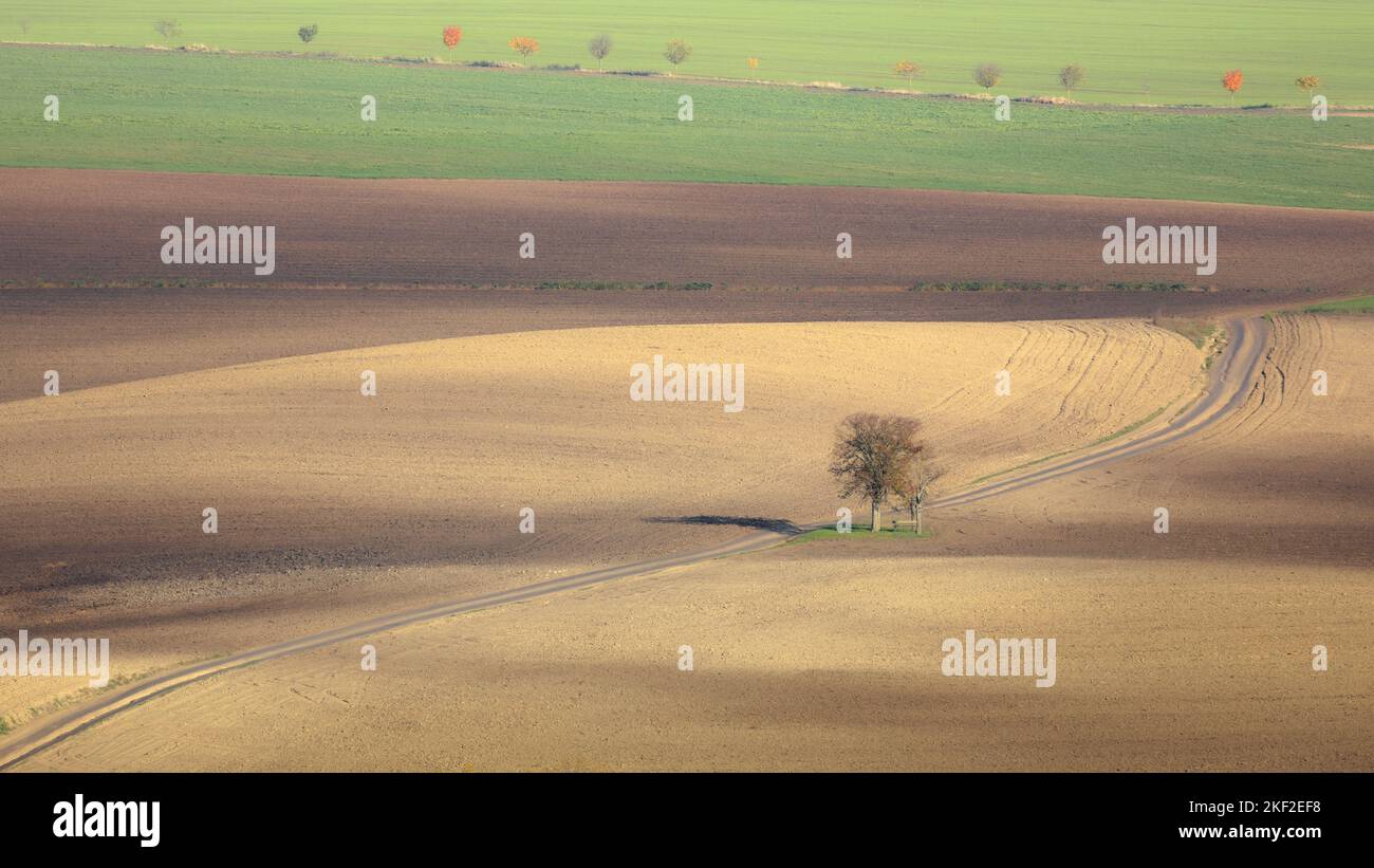 Un arbre isolé dans un champ agricole de terre et de cultures en campagne, paysage rural de terres agricoles dans le district de Hodonin de Moravie du Sud, République tchèque Banque D'Images
