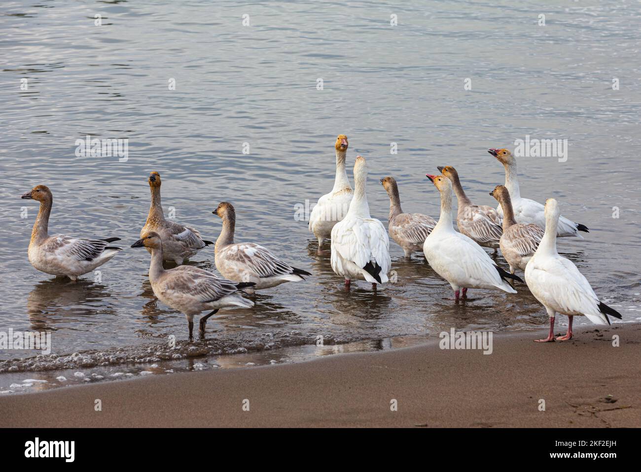 Oies des neiges sauvages sur la plage de Steveston Colombie-Britannique Canada Banque D'Images