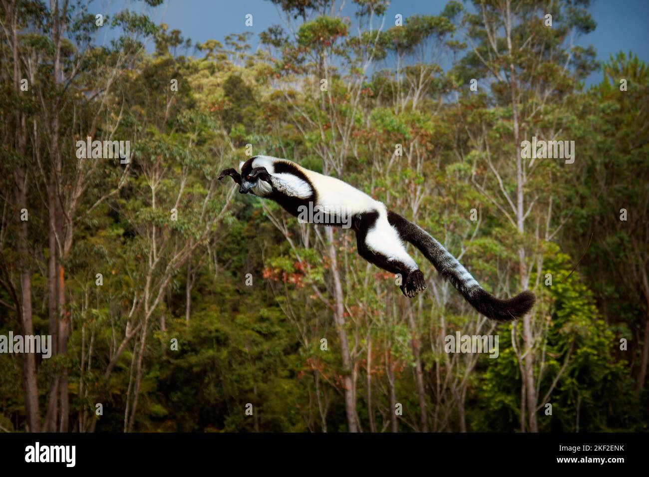 Lemur à revers noir et blanc - Varecia variegata espèces menacées de lémuriens à revers, endémiques à Madagascar, mammifères sautant et grimpant par rapport à M. Banque D'Images