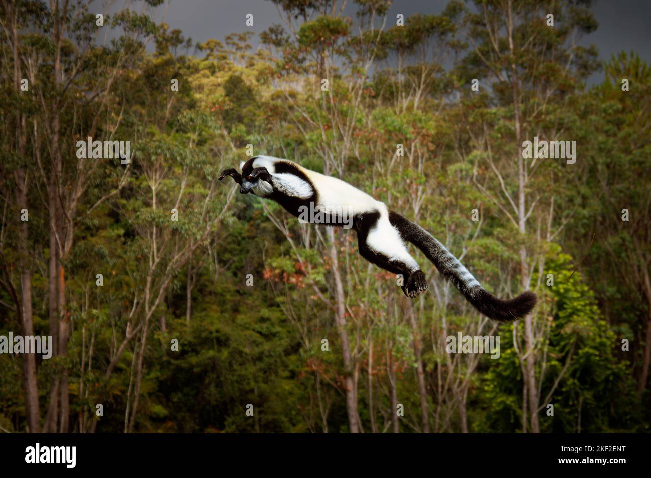 Lemur à revers noir et blanc - Varecia variegata espèces menacées de lémuriens à revers, endémiques à Madagascar, mammifères sautant et grimpant par rapport à M. Banque D'Images