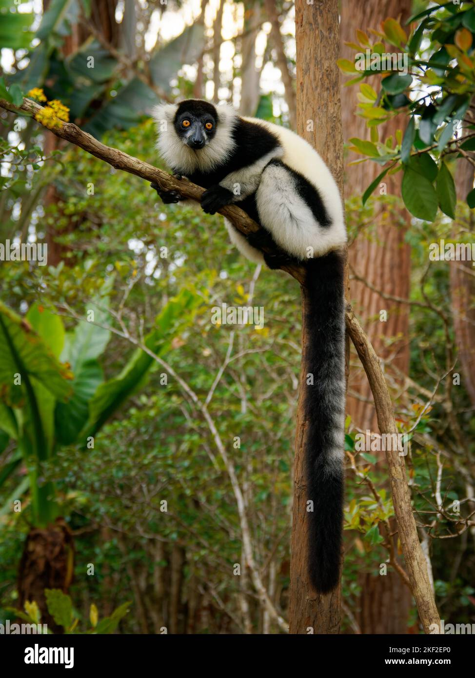Lemur à revers noir et blanc - Varecia variegata espèces menacées de lémuriens à revers, endémiques à Madagascar, mammifères sautant et grimpant par rapport à M. Banque D'Images