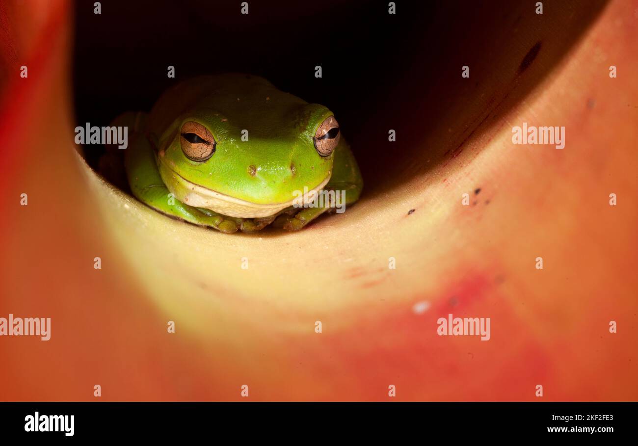 Une grenouille verte dans un environnement naturel, en Australie Banque D'Images