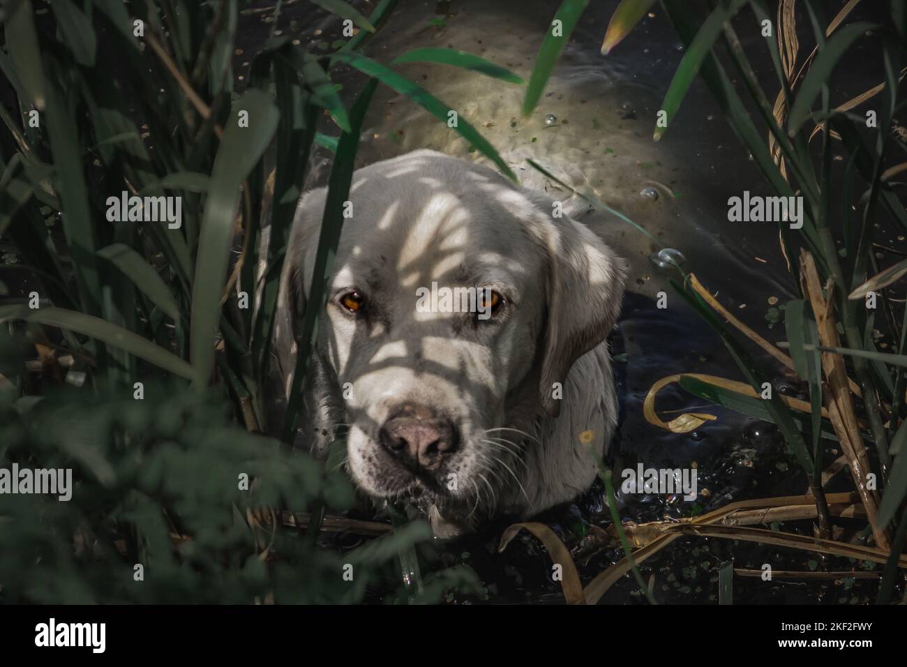 Un chien blanc assis sur un terrain en regardant vers le haut Banque D'Images