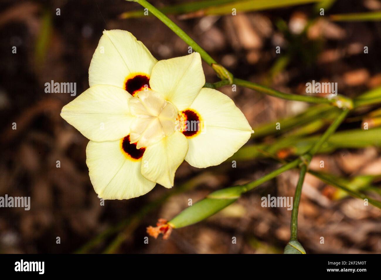 Dietes bicolor, l'iris africain, le lys fortnight ou l'iris sauvage jaune, est une plante vivace rhizomateuse qui forme une souche avec une longue épée comme l'évergreen pa Banque D'Images