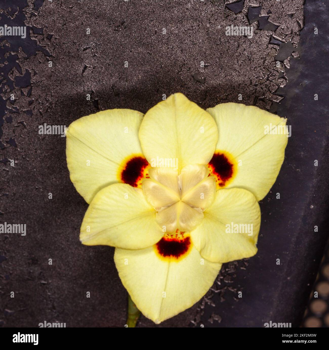 Dietes bicolor, l'iris africain, le lys fortnight ou l'iris sauvage jaune, est une plante vivace rhizomateuse qui forme une souche avec une longue épée comme l'évergreen pa Banque D'Images