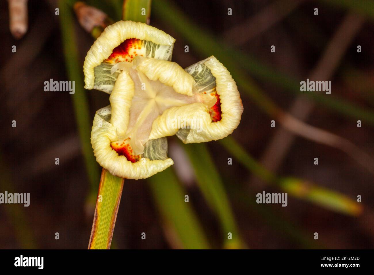 Dietes bicolor, l'iris africain, le lys fortnight ou l'iris sauvage jaune, est une plante vivace rhizomateuse qui forme une souche avec une longue épée comme l'évergreen pa Banque D'Images