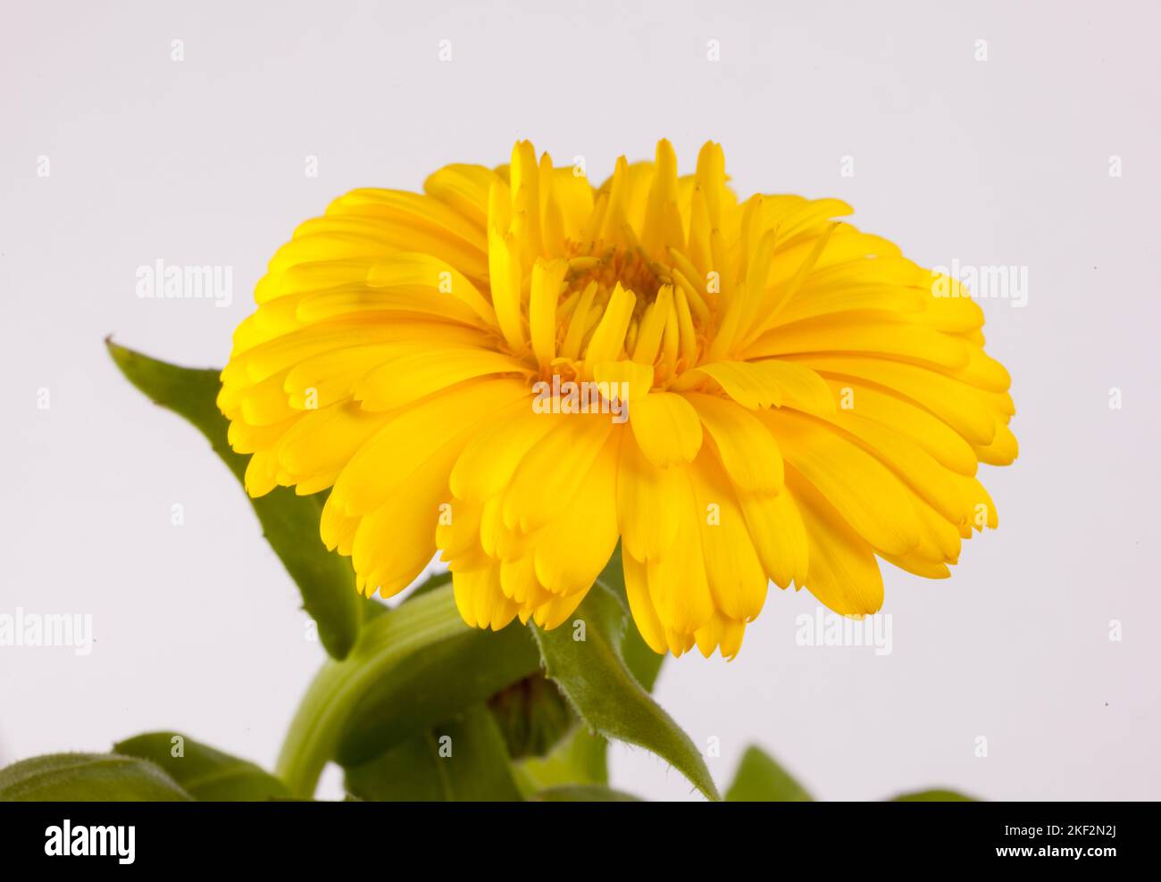 Les espèces de Gerbera sont des herbes vivaces touffues, caulinées, souvent avec une couronne laineux, jusqu'à 80 cm de haut. Les feuilles sont toutes en rosette, elliptiques avec entier Banque D'Images