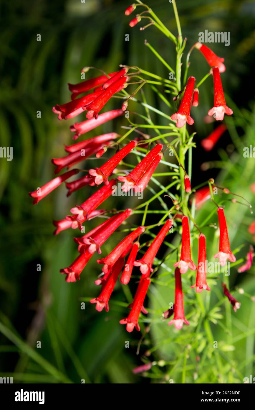 Russelia equisetiformis, la fonderie, usine de pétards, usine de corail, fontaine de corail, la plante de coralblow ou fontaine, est une espèce de plan de floraison Banque D'Images