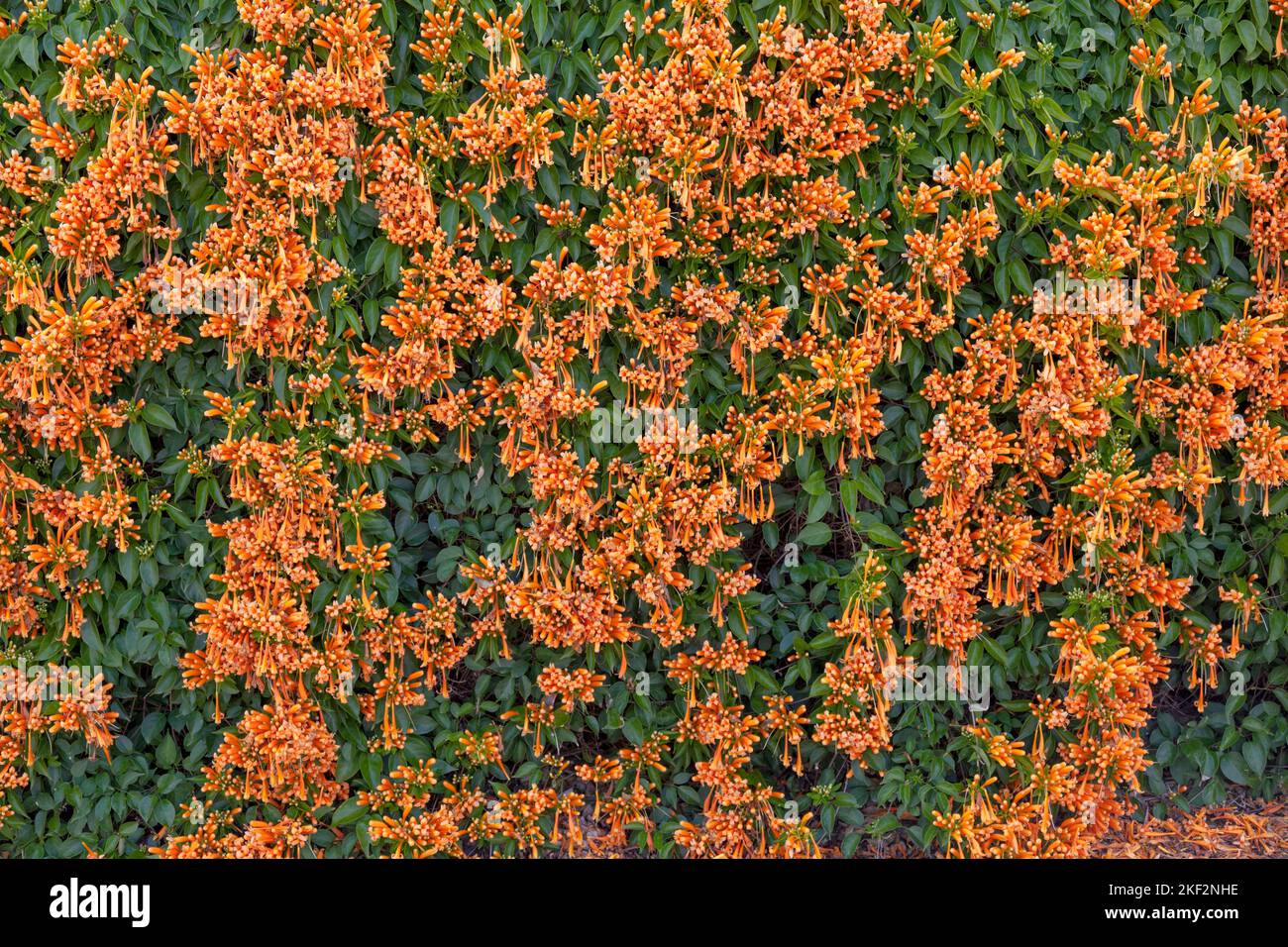 Pyrostegia venusta, également connue sous le nom de flamanine ou de trompette orange, est une espèce végétale du genre Pyrostegia de la famille des Bignoniaceae ori Banque D'Images