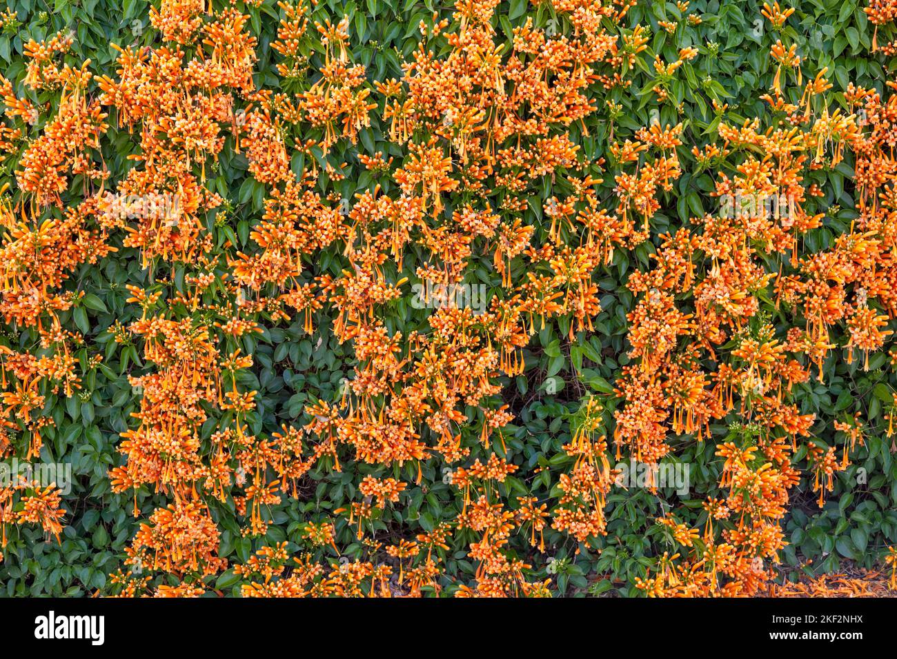 Pyrostegia venusta, également connue sous le nom de flamanine ou de trompette orange, est une espèce végétale du genre Pyrostegia de la famille des Bignoniaceae ori Banque D'Images